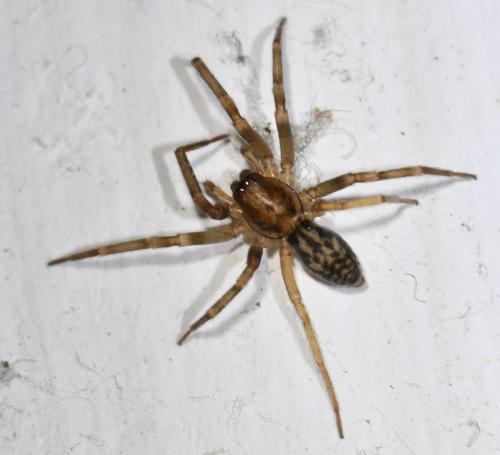 Liocranum rupicola